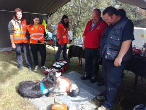 Sodelovanje z vojašnico Pivka