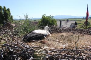 Obročkanje štorklje na Dilcah
