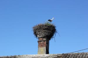 Obročkanje štorklje na Dilcah