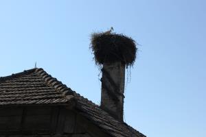 Obročkanje štorklje na Dilcah