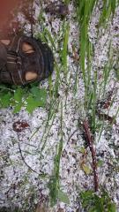 sneg_RŠ_070617_DSC_0051